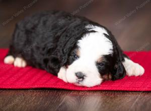 tri-colored male mini bernedoodle near Chicago Illinois