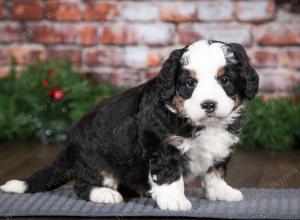 tri-colored male mini bernedoodle near Chicago Illinois