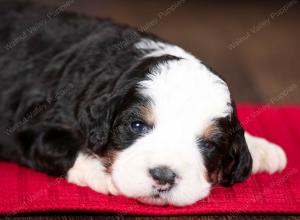 tri-colored male mini bernedoodle near Chicago Illinois