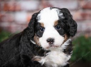 tri-colored male mini bernedoodle near Chicago Illinois