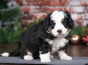 tri-colored male mini bernedoodle near Chicago Illinois