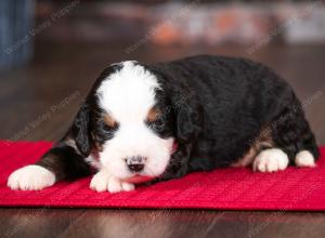 tri-colored male mini bernedoodle near Chicago Illinois