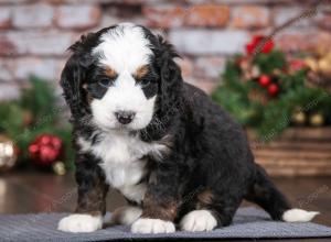 tri-colored male mini bernedoodle near Chicago Illinois