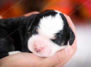 tri-colored male mini bernedoodle near Chicago Illinois