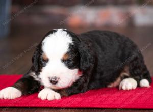 tri-colored male mini bernedoodle near Chicago Illinois