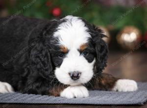 tri-colored male mini bernedoodle near Chicago Illinois