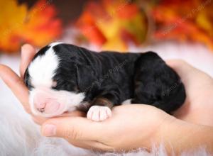 tri-colored male mini bernedoodle near Chicago Illinois