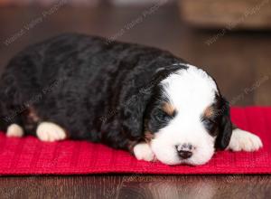 tri-colored male mini bernedoodle near Chicago Illinois