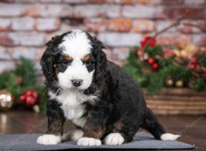 tri-colored male mini bernedoodle near Chicago Illinois