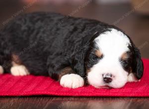 tri-colored male mini bernedoodle near Chicago Illinois