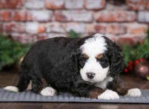 tri-colored male mini bernedoodle near Chicago Illinois