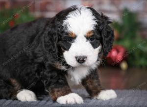 tri-colored male mini bernedoodle near Chicago Illinois