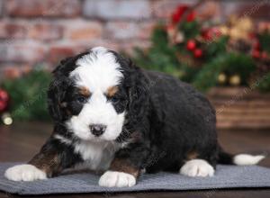 tri-colored male mini bernedoodle near Chicago Illinois