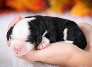 tri-colored female mini bernedoodle near Chicago Illinois