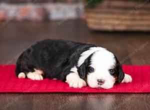 tri-colored female mini bernedoodle near Chicago Illinois