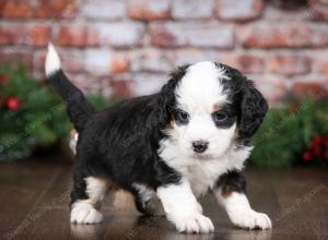 tri-colored female mini bernedoodle near Chicago Illinois