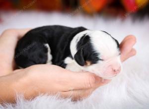 tri-colored female mini bernedoodle near Chicago Illinois