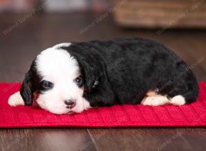 tri-colored female mini bernedoodle near Chicago Illinois