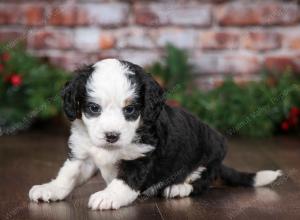 tri-colored female mini bernedoodle near Chicago Illinois