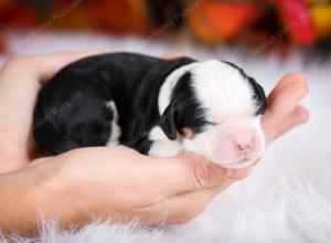 tri-colored female mini bernedoodle near Chicago Illinois