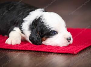 tri-colored female mini bernedoodle near Chicago Illinois