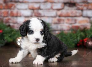 tri-colored female mini bernedoodle near Chicago Illinois