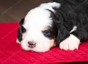 tri-colored female mini bernedoodle near Chicago Illinois