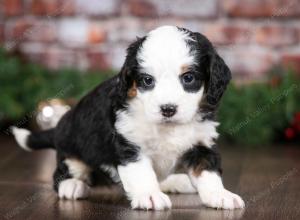 tri-colored female mini bernedoodle near Chicago Illinois