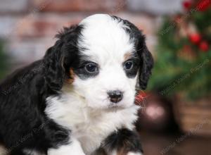 tri-colored female mini bernedoodle near Chicago Illinois