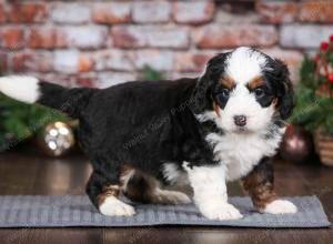 tri-colored male mini bernedoodle near Chicago Illinois