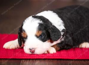 tri-colored male mini bernedoodle near Chicago Illinois