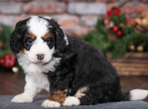 tri-colored male mini bernedoodle near Chicago Illinois