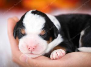 tri-colored male mini bernedoodle near Chicago Illinois