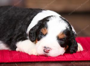 tri-colored male mini bernedoodle near Chicago Illinois