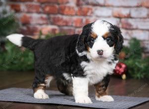 tri-colored male mini bernedoodle near Chicago Illinois