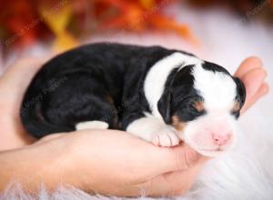 tri-colored male mini bernedoodle near Chicago Illinois