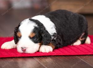 tri-colored male mini bernedoodle near Chicago Illinois