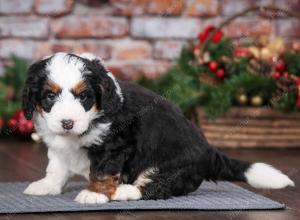 tri-colored male mini bernedoodle near Chicago Illinois