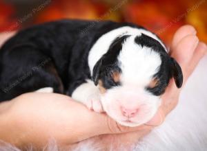 tri-colored male mini bernedoodle near Chicago Illinois