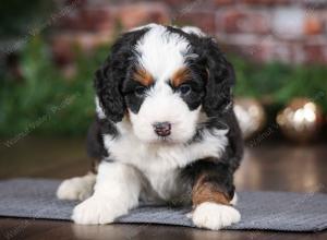 tri-colored male mini bernedoodle near Chicago Illinois