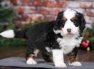 tri-colored male mini bernedoodle near Chicago Illinois