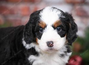 tri-colored male mini bernedoodle near Chicago Illinois