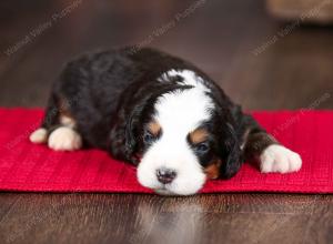 tri-colored female mini bernedoodle near Chicago Illinois