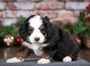 tri-colored female mini bernedoodle near Chicago Illinois