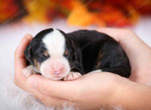 tri-colored female mini bernedoodle near Chicago Illinois