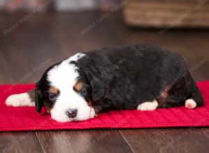 tri-colored female mini bernedoodle near Chicago Illinois