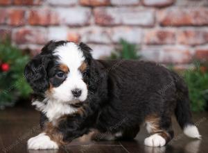 tri-colored female mini bernedoodle near Chicago Illinois