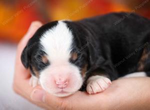 tri-colored female mini bernedoodle near Chicago Illinois