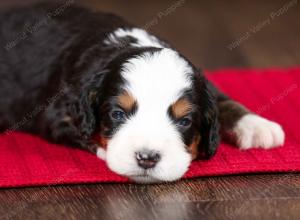 tri-colored female mini bernedoodle near Chicago Illinois