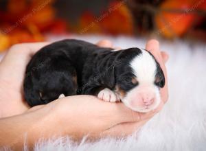 tri-colored female mini bernedoodle near Chicago Illinois